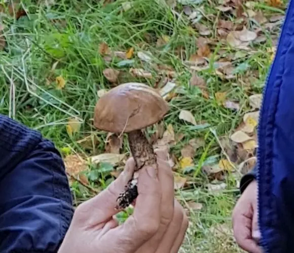 Na Cichej Lesniewo * Lesniewo (Pomerania)