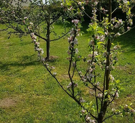Na Cichej Lesniewo * Lesniewo (Pomerania)